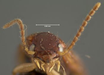 Media type: image;   Entomology 5945 Aspect: head frontal view